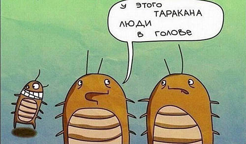 Предотвращение появления в доме тараканов